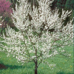 American Plum (Wild Plum) for sale at Sheboygan Tree & Shrub Program