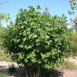 Elderberry, American for sale at Sheboygan Tree & Shrub Program