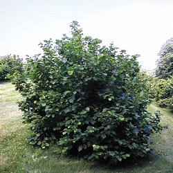 Hazelnut, American for sale at Sheboygan Tree & Shrub Program