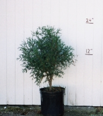 Arborvitae Nigra Dark Green