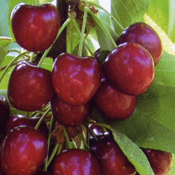 Cherry, Benton for sale at Sheboygan Tree & Shrub Program