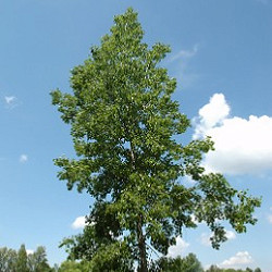 Aspen, Bigtooth for sale at Sheboygan Tree & Shrub Program