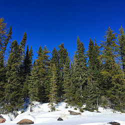 Spruce, Black for sale at Sheboygan Tree & Shrub Program