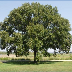 Oak, Bur for sale at Sheboygan Tree & Shrub Program