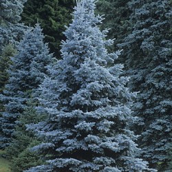 Potted Stock - Spruce, Colorado Blue for sale at Sheboygan Tree & Shrub Program