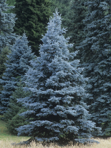 Potted Stock - Spruce, Colorado Blue