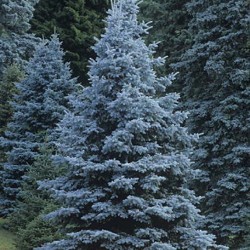 Spruce, Colorado Blue for sale at Sheboygan Tree & Shrub Program