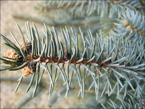 Colorado Blue Spruce