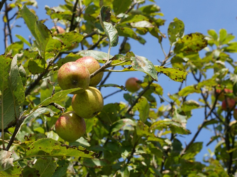 Common Apple Tree