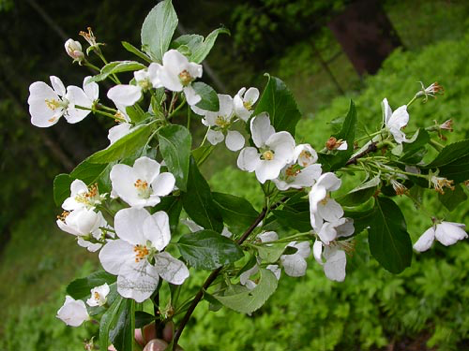 Common Apple Tree