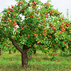 Apple, Common for sale at Sheboygan Tree & Shrub Program