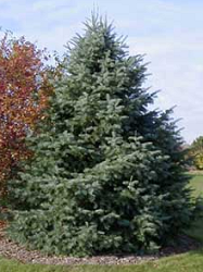Concolor Fir for sale at Sheboygan Tree & Shrub Program