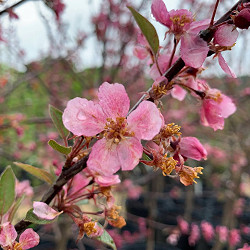 Crabapple, Indian Summer for sale at Sheboygan Tree & Shrub Program