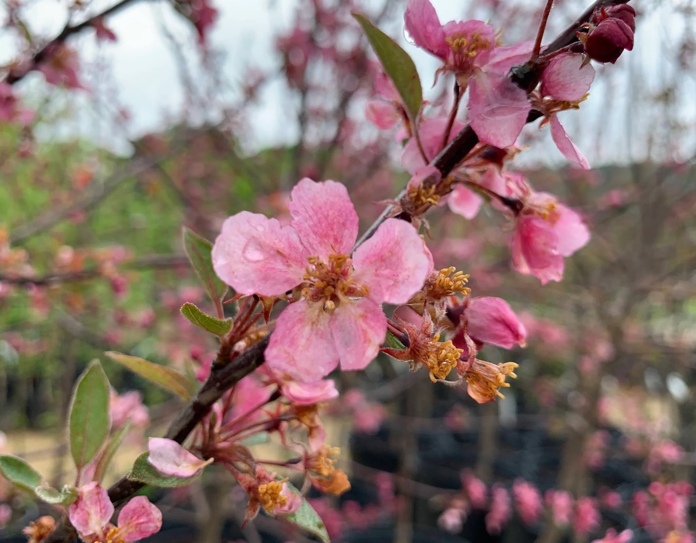 Crabapple, Indian Summer
