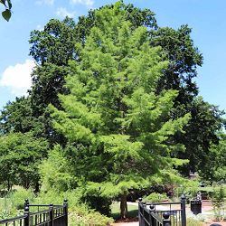 Dawn Redwood for sale at Sheboygan Tree & Shrub Program