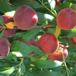 Peach, Felicia for sale at Sheboygan Tree & Shrub Program
