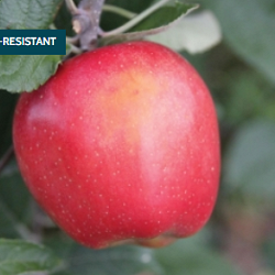 Apple, Galarina for sale at Sheboygan Tree & Shrub Program