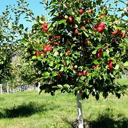 Apple, Royal Red Honeycrisp for sale at Sheboygan Tree & Shrub Program
