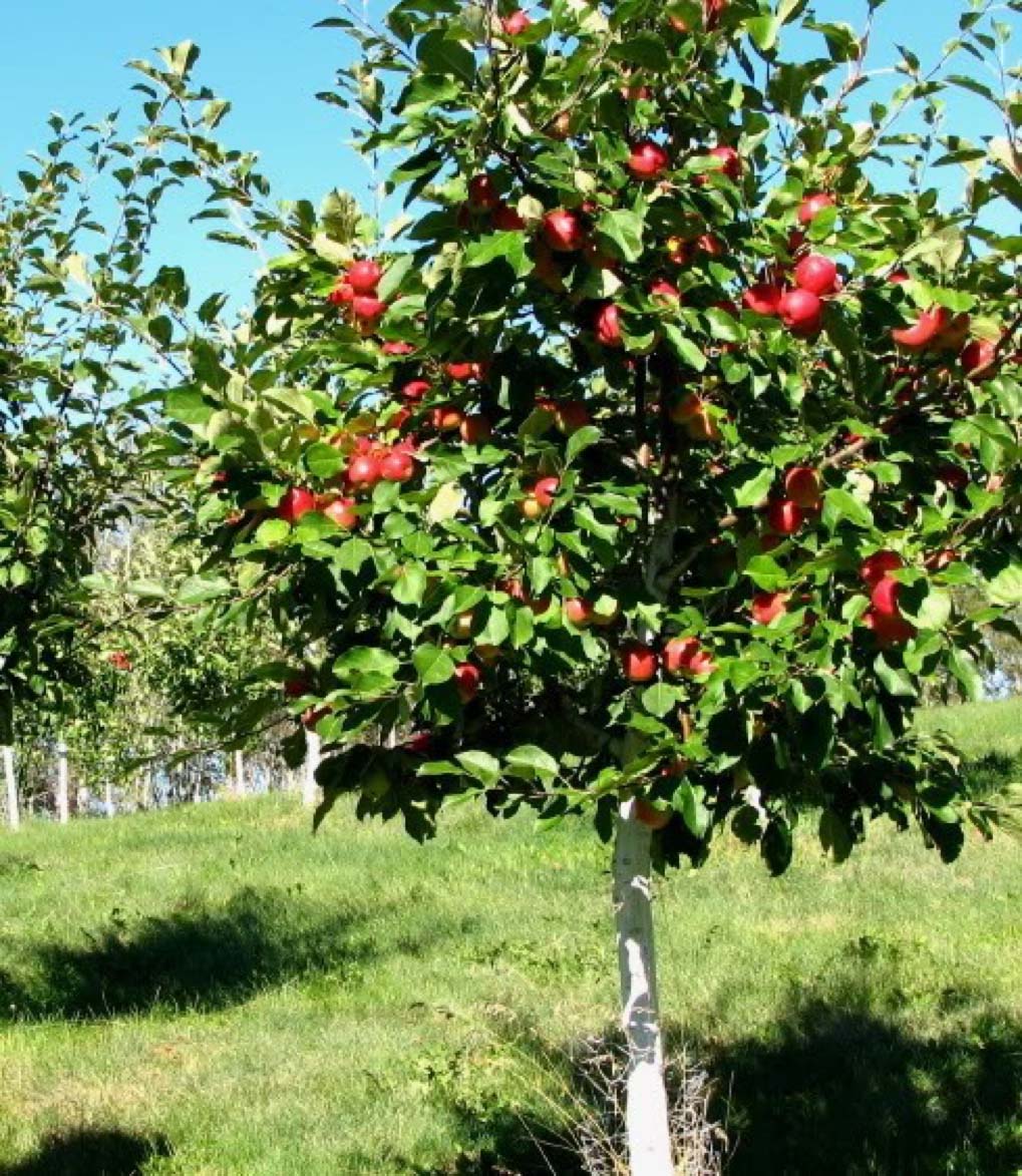 Apple, Royal Red Honeycrisp