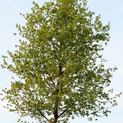Poplar, Hybrid for sale at Sheboygan Tree & Shrub Program
