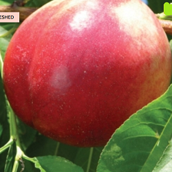 Nectarine, Jade for sale at Sheboygan Tree & Shrub Program