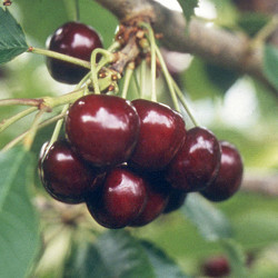 Cherry, Jubileum for sale at Sheboygan Tree & Shrub Program
