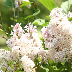 Lilac, Late for sale at Sheboygan Tree & Shrub Program