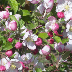 Crabapple, Mt. Blanc for sale at Sheboygan Tree & Shrub Program