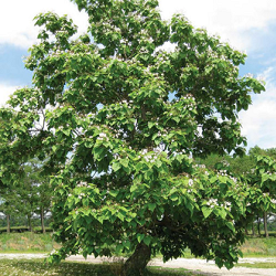Northern Catalpa for sale at Sheboygan Tree & Shrub Program