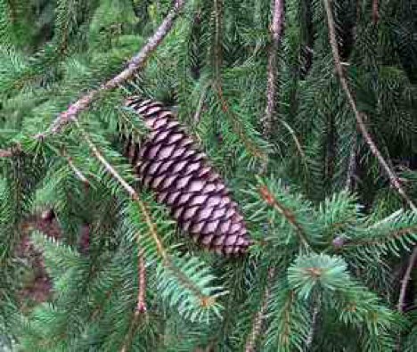 Norway Spruce
