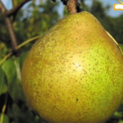 Pear, Beurre D'Anjou for sale at Sheboygan Tree & Shrub Program