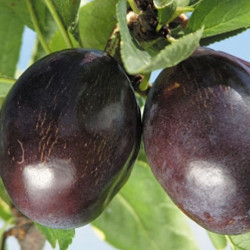 Plum, Stanley for sale at Sheboygan Tree & Shrub Program