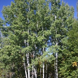 Aspen, Quaking for sale at Sheboygan Tree & Shrub Program