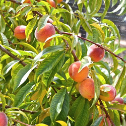 Peach, Red Haven for sale at Sheboygan Tree & Shrub Program