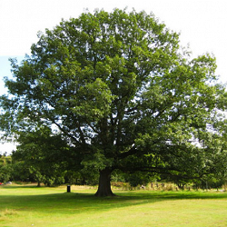 Oak, Red for sale at Sheboygan Tree & Shrub Program