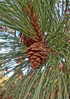 Red Pine