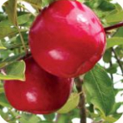 Apple, Royal Court for sale at Sheboygan Tree & Shrub Program