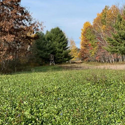 Autumn Feast for sale at Sheboygan Tree & Shrub Program