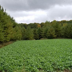 Bulbs O'Plenty for sale at Sheboygan Tree & Shrub Program