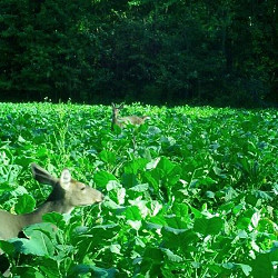 Forage Brassica for sale at Sheboygan Tree & Shrub Program