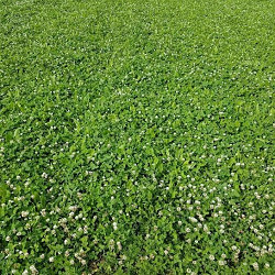 Perennial Platinum for sale at Sheboygan Tree & Shrub Program