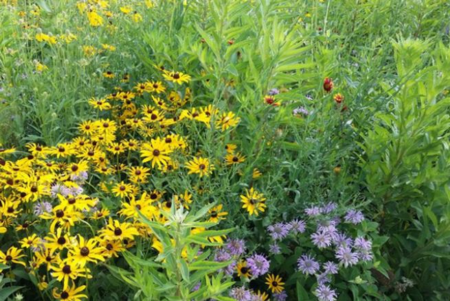Wildlife Pollinator Blend