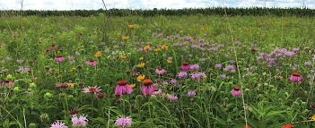 Shortgrass Pollinator Seed Mix