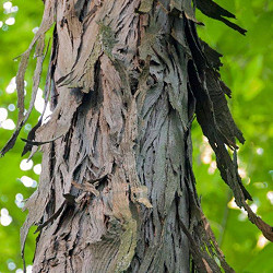 Hickory, Shagbark for sale at Sheboygan Tree & Shrub Program