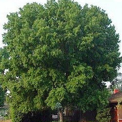 Maple, Silver for sale at Sheboygan Tree & Shrub Program