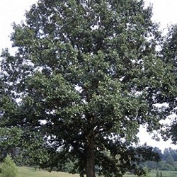 Oak, Swamp White for sale at Sheboygan Tree & Shrub Program