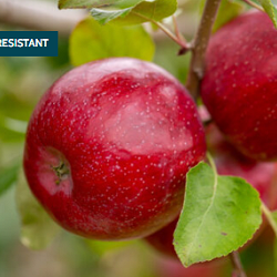 Apple, Triumph for sale at Sheboygan Tree & Shrub Program