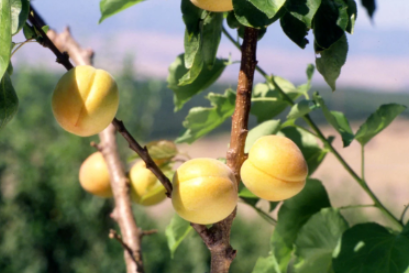 Apricot, Wenatchee Moorpark