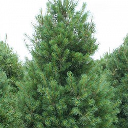 Potted Stock - Pine, White for sale at Sheboygan Tree & Shrub Program
