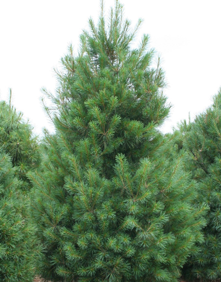 Potted Stock - Pine, White